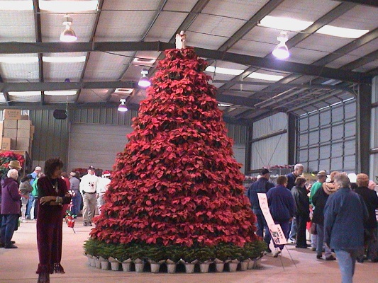 Ellisons_Xmas_tree-w400