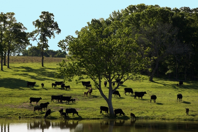 Cattle grazing infertile pasture at Gates Ranch