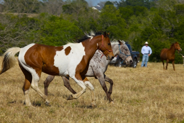 Horses Galloping Freely at Gates Ranch
